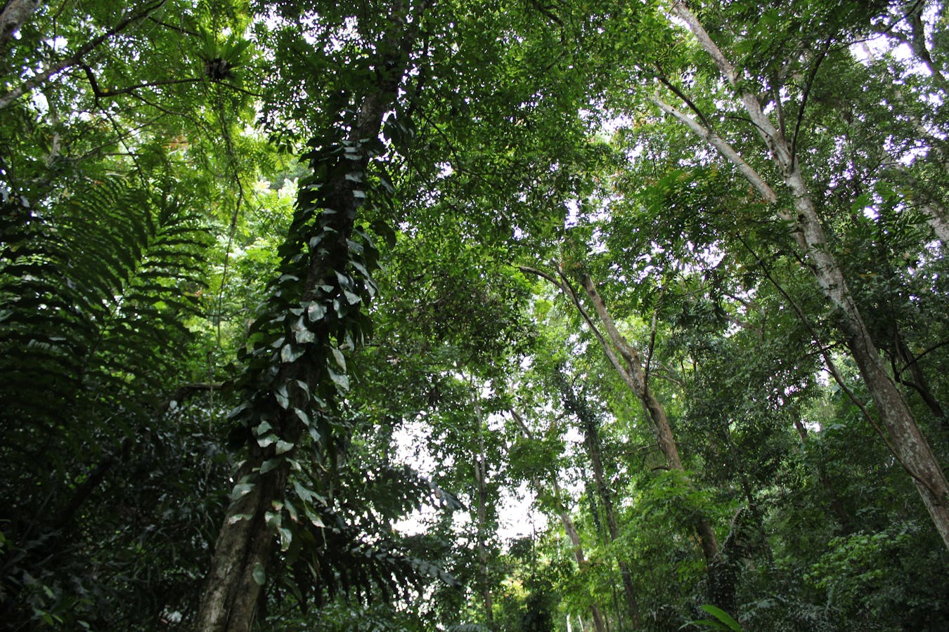 Primary forest cover in the Mount Mantalingahan Protected Landscape, Panalingaan, Palawan.